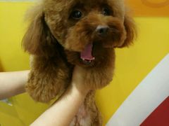 -神采飞扬宠物美容(香港路店)