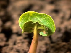 -渝味相识·川菜·烤鱼(西站店)