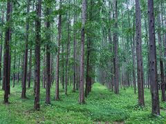 -黄海国家森林公园