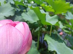 -陈家山荷花公园