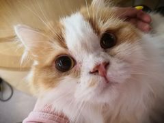 -猫和宫(六道口店)