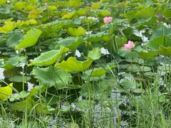 -野鸭湖国家湿地公园