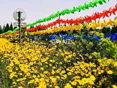 -上海长兴岛郊野公园