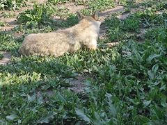 -沈阳森林动物园