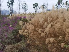 -三圣花乡旅游区