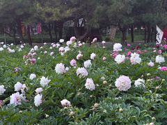 -洛阳市隋唐城遗址植物园