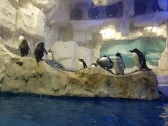 景点&nbsp;企鹅-华夏文旅海洋公园