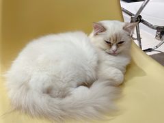 -怪兽屋·羊驼·猫咖·狗咖(俊华广场店)