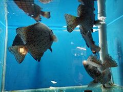-班赞海鲜市场