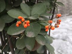 -滇越乘象云南餐厅(豆各庄店)