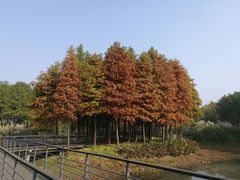 -尚贤河湿地