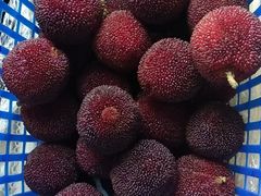 -西山樟坞健康果园枇杷杨梅采摘