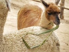 -西安秦岭野生动物园