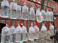 -华声天桥民俗文化园