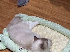 -MOCHA明星猫咖(田子坊店)