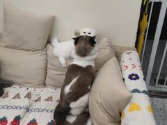 -柚子猫舍·精品猫舍购猫·猫咪认养·购宠·宠物店
