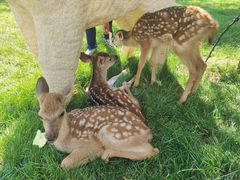 -北京鹿世界主题园