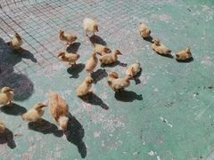 -前小桔亲子创意农场·草莓采摘·露营烧烤