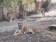 -沈阳森林动物园