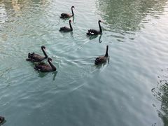 -长白岛森林公园