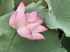 -鼎泰丰(国贸商城店)