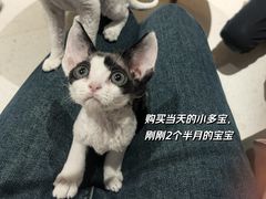 -帕帕拉兹宠物(亚洲旗舰店)