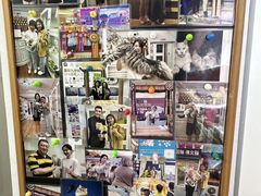 -青奢宠物·青奢猫舍