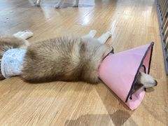 -Husky Go! 哈士奇体验馆·宠物咖啡厅狗咖