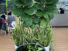 -813芭依珊 BAESAn(皇冠十畝地店)