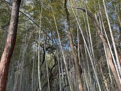 -青龙山国家森林公园