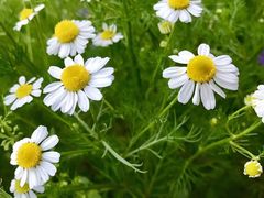 -三圣里·中餐宴请·自助烤肉·烤全羊·柴火鸡(旗舰店)