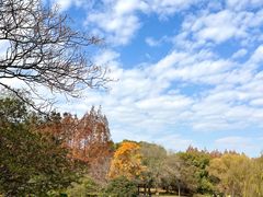 -上海共青森林公园