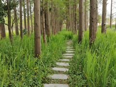 -上海长兴岛郊野公园