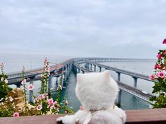 -星海湾跨海大桥