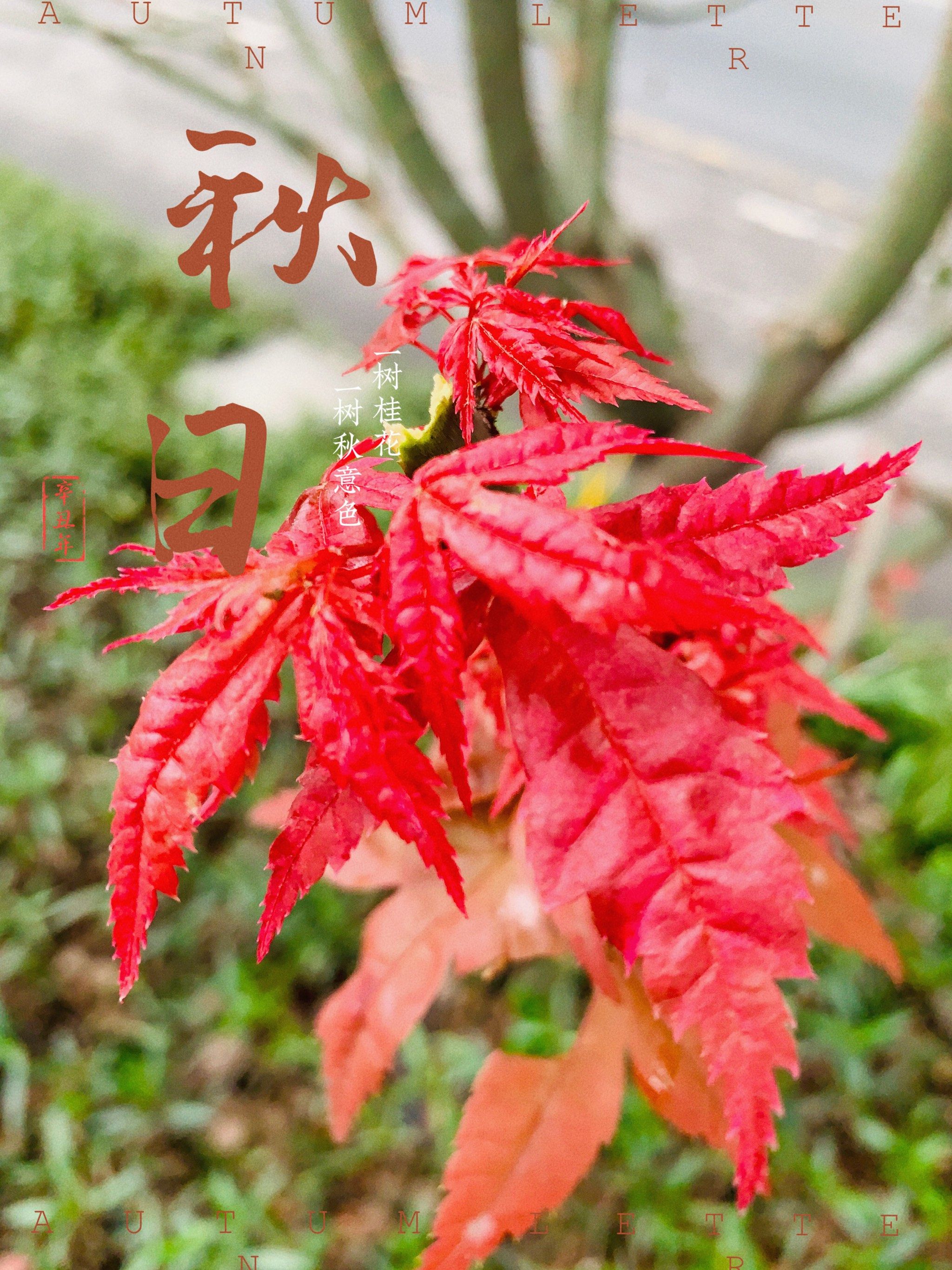 一树丹心映晚霞满秋红叶似彩霞