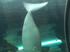 -悉尼海洋生物水族馆