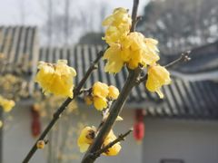 -无锡梅园公园