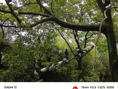 -西园寺