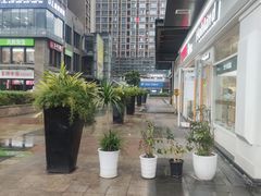 -蒲公英(五里店)