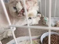 -圣宠动物医院·犬猫专科·影像中心·外科中心