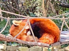 -上海野生动物园