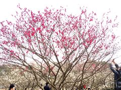 -香雪海