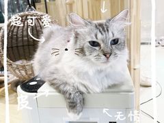 -藏猫猫咖啡主题馆(中央大道店)