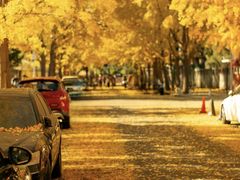 -三里屯东五街银杏大道