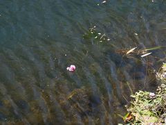 -贵阳市花溪国家城市湿地公园