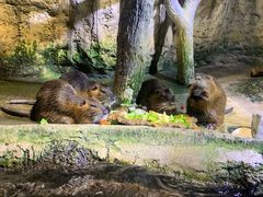 -迪拜水族馆及水下动物园