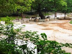-深圳野生动物园