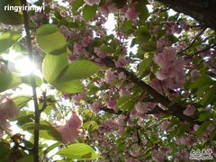 -西安青龙寺遗址景区