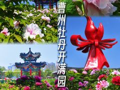 -曹州牡丹园