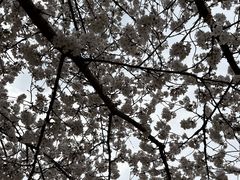 -绵阳盛世樱花悠乐谷